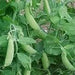 Little Marvel, Peas, - BoxGardenSeedsLLC -Abundant Stock SALE - Seeds