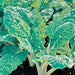 Fordhook Giant, Swiss Chard, - BoxGardenSeedsLLC -Chard, Kohlrabi - Seeds