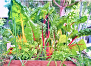 Five Color, Australian SilverBeet - BoxGardenSeedsLLC - Chard, Kohlrabi - Seeds - USA Seller, Thank you for shopping here today, Naturally Grown GMO Free Seeds, Heirloom Open Pollinated Seeds, Fresh Top Quality Premium Seeds