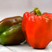 King of the North, Sweet Bell Pepper, - BoxGardenSeedsLLC -Peppers,Eggplants - Seeds