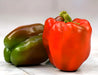 King of the North, Sweet Bell Pepper, -- BoxGardenSeedsLLC -Peppers,Eggplants - Seeds