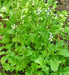 Arugula, Slow Bolt, -- BoxGardenSeedsLLC -Gourmet/Native Greens - Seeds