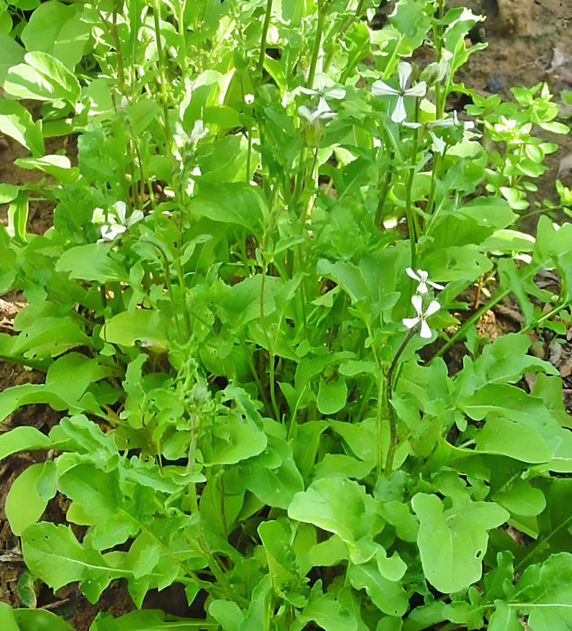 Arugula, Slow Bolt, - BoxGardenSeedsLLC -Gourmet/Native Greens - Seeds