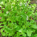 Arugula, Slow Bolt, - BoxGardenSeedsLLC -Gourmet/Native Greens - Seeds