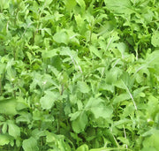 Arugula, Slow Bolt - BoxGardenSeedsLLC - Gourmet/Native Greens - Seeds - USA Seller, Thank you for shopping here today, Naturally Grown GMO Free Seeds, Heirloom Open Pollinated Seeds, Fresh Top Quality Premium Seeds
