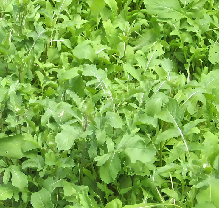 Arugula, Slow Bolt, -- BoxGardenSeedsLLC -Gourmet/Native Greens - Seeds