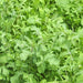 Arugula, Slow Bolt, - BoxGardenSeedsLLC -Gourmet/Native Greens - Seeds