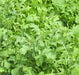 Arugula, Slow Bolt, -- BoxGardenSeedsLLC -Gourmet/Native Greens - Seeds