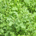 Arugula, Slow Bolt, - BoxGardenSeedsLLC -Gourmet/Native Greens - Seeds