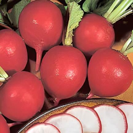 German Giant, Radish - BoxGardenSeedsLLC -Radishes - Seeds