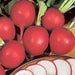 German Giant, Radish, - BoxGardenSeedsLLC -Radishes - Seeds