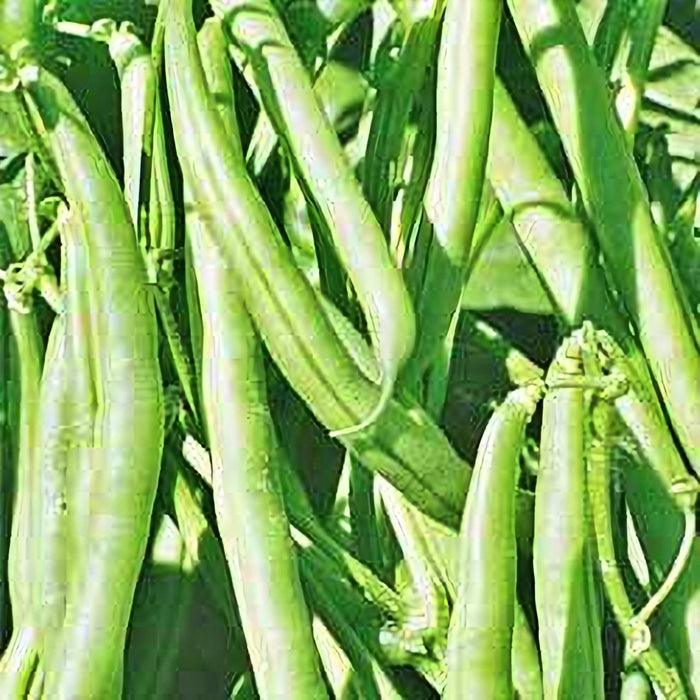 Kentucky Wonder Brown, Pole Bean, Heirloom Garden Seeds Green Beans, Bean Seeds, Heirloom Seeds Non-GMO -- BoxGardenSeedsLLC - - Seeds