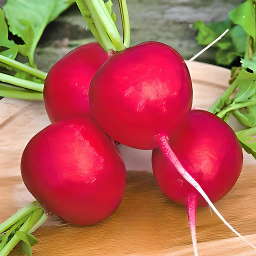 German Giant, Radish, -- BoxGardenSeedsLLC -Radishes - Seeds