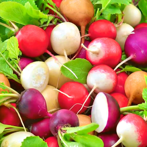 Fiesta Blend Mix, Radish - BoxGardenSeedsLLC -Radishes - Seeds