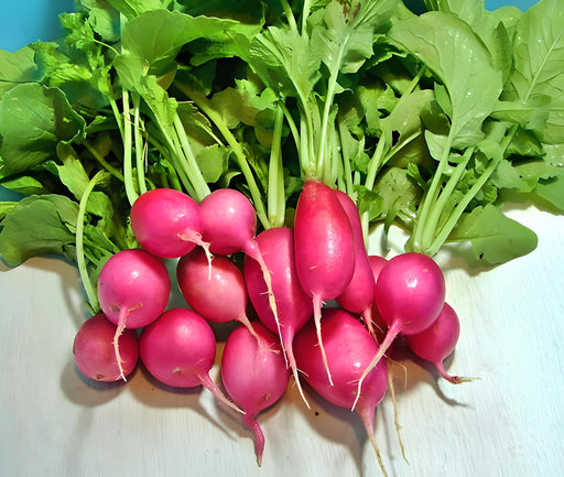 Champion, Radish - BoxGardenSeedsLLC -Radishes - Seeds