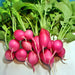 Champion, Radish, - BoxGardenSeedsLLC -Radishes - Seeds