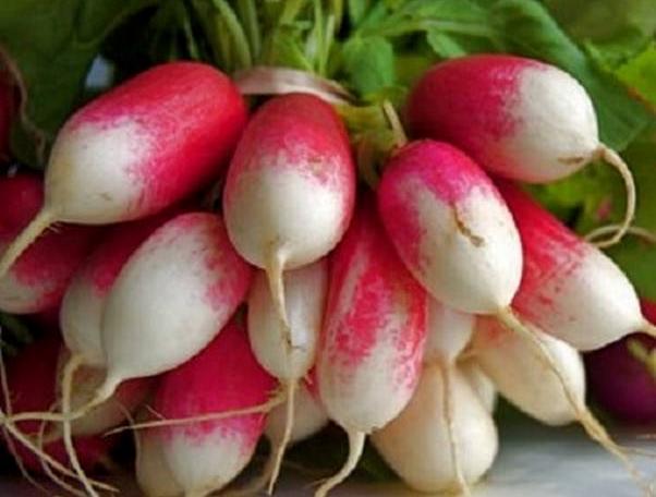 French Breakfast, Radish, - BoxGardenSeedsLLC -Radishes - Seeds