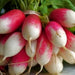 French Breakfast, Radish, - BoxGardenSeedsLLC -Radishes - Seeds