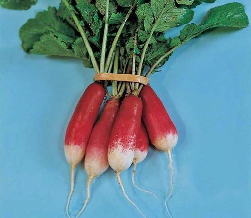 French Breakfast, Radish, - BoxGardenSeedsLLC -Radishes - Seeds