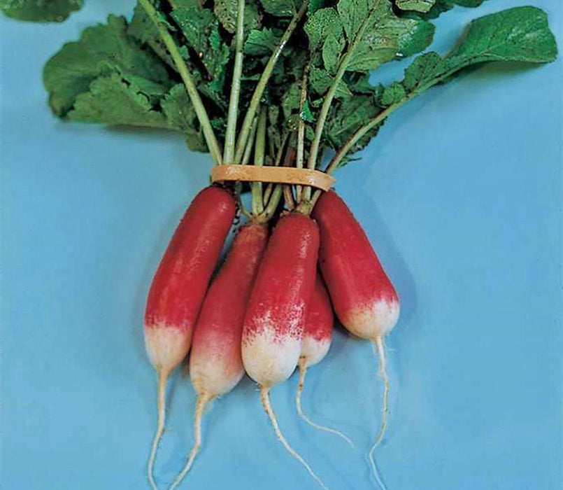 French Breakfast, Radish, - BoxGardenSeedsLLC -Radishes - Seeds