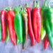 Guizeppi Chile Pepper - BoxGardenSeedsLLC -Peppers,Eggplants - Seeds