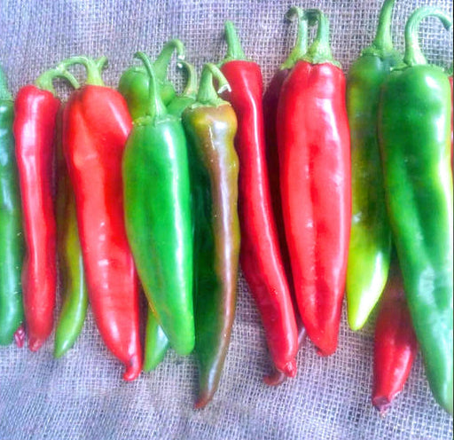 Guizeppi Chile Pepper - BoxGardenSeedsLLC -Peppers,Eggplants - Seeds