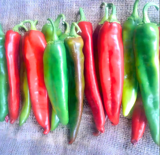 Guizeppi Chile Pepper -- BoxGardenSeedsLLC -Peppers,Eggplants - Seeds