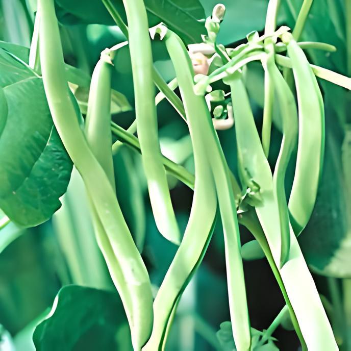 Blue Lake, Pole Beans - BoxGardenSeedsLLC - Beans / Dry Beans - Seeds - USA Seller, Thank you for shopping here today, Naturally Grown GMO Free Seeds, Heirloom Open Pollinated Seeds, Fresh Top Quality Premium Seeds