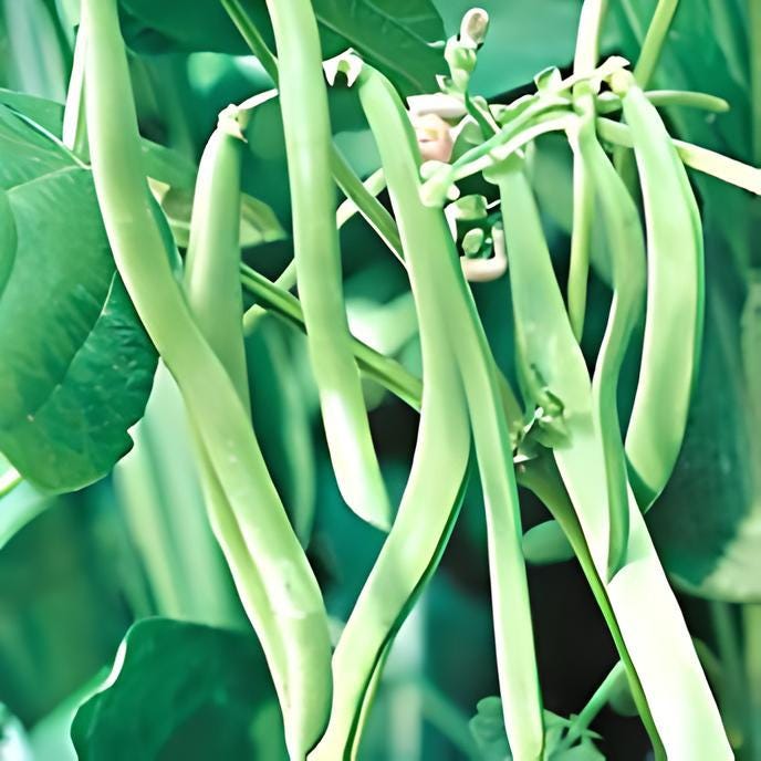 Blue Lake, Pole Beans, -- BoxGardenSeedsLLC -Abundant Stock SALE - Seeds