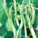 Blue Lake, Pole Beans, - BoxGardenSeedsLLC -Abundant Stock SALE - Seeds