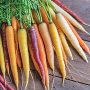 Rainbow Mix, Carrot - BoxGardenSeedsLLC - Carrots - Seeds - USA Seller, Thank you for shopping here today, Naturally Grown GMO Free Seeds, Heirloom Open Pollinated Seeds, Fresh Top Quality Premium Seeds