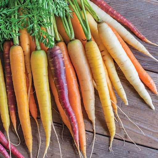 Rainbow Mix, Carrot, - BoxGardenSeedsLLC -Carrots - Seeds