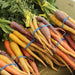 Rainbow Mix, Carrot, - BoxGardenSeedsLLC -Carrots - Seeds