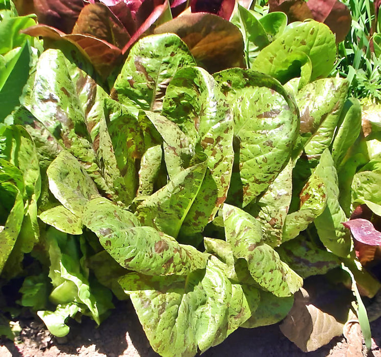 Forellenschluss Romaine, Lettuce, -- BoxGardenSeedsLLC -Lettuce - Seeds