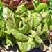 Forellenschluss Romaine, Lettuce, - BoxGardenSeedsLLC -Lettuce - Seeds