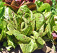 Forellenschluss Romaine, Lettuce, -- BoxGardenSeedsLLC -Lettuce - Seeds