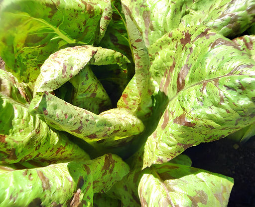 Forellenschluss Romaine, Lettuce - BoxGardenSeedsLLC -Lettuce - Seeds