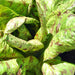 Forellenschluss Romaine, Lettuce, - BoxGardenSeedsLLC -Lettuce - Seeds