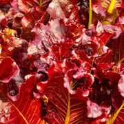 Red Salad Bowl Leaf, Lettuce - BoxGardenSeedsLLC - Lettuce - Seeds - More Seeds Per Packet, USA Seller, Thank you for shopping here today, Naturally Grown GMO Free Seeds, Heirloom Open Pollinated Seeds, Fresh Top Quality Premium Seeds