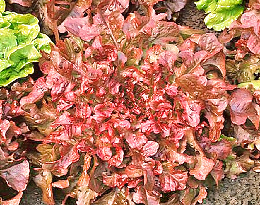 Red Salad Bowl Leaf, Lettuce, - BoxGardenSeedsLLC -Lettuce - Seeds