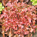 Red Salad Bowl Leaf, Lettuce, - BoxGardenSeedsLLC -Lettuce - Seeds