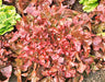 Red Salad Bowl Leaf, Lettuce, -- BoxGardenSeedsLLC -Lettuce - Seeds