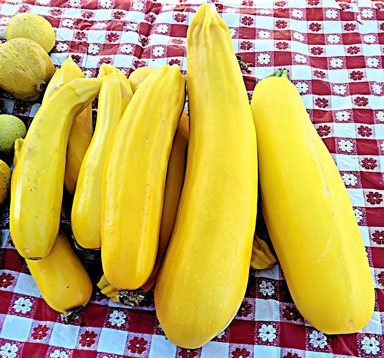 Golden Zucchini, Summer Squash, -- BoxGardenSeedsLLC -Squash,Pumpkins - Seeds