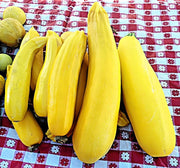 Golden Zucchini, Summer Squash - BoxGardenSeedsLLC - Squash,Pumpkins - Seeds - USA Seller, Thank you for shopping here today, Naturally Grown GMO Free Seeds, Heirloom Open Pollinated Seeds, Fresh Top Quality Premium Seeds