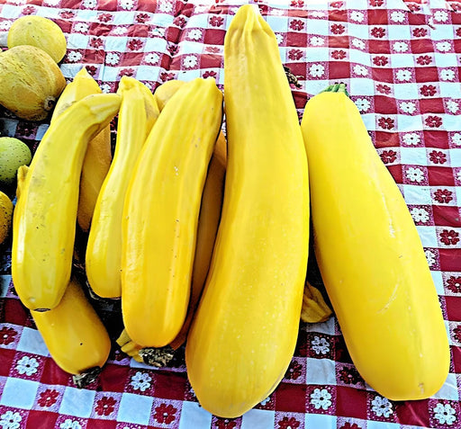 Golden Zucchini, Summer Squash - BoxGardenSeedsLLC - Squash,Pumpkins - Seeds - USA Seller, Thank you for shopping here today, Naturally Grown GMO Free Seeds, Heirloom Open Pollinated Seeds, Fresh Top Quality Premium Seeds