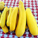 Golden Zucchini, Summer Squash, - BoxGardenSeedsLLC -Squash,Pumpkins - Seeds