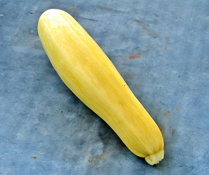 Golden Zucchini, Summer Squash, -- BoxGardenSeedsLLC -Squash,Pumpkins - Seeds