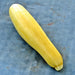 Golden Zucchini, Summer Squash, - BoxGardenSeedsLLC -Squash,Pumpkins - Seeds