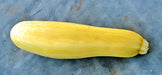 Golden Zucchini, Summer Squash, -- BoxGardenSeedsLLC -Squash,Pumpkins - Seeds