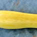 Golden Zucchini, Summer Squash, - BoxGardenSeedsLLC -Squash,Pumpkins - Seeds